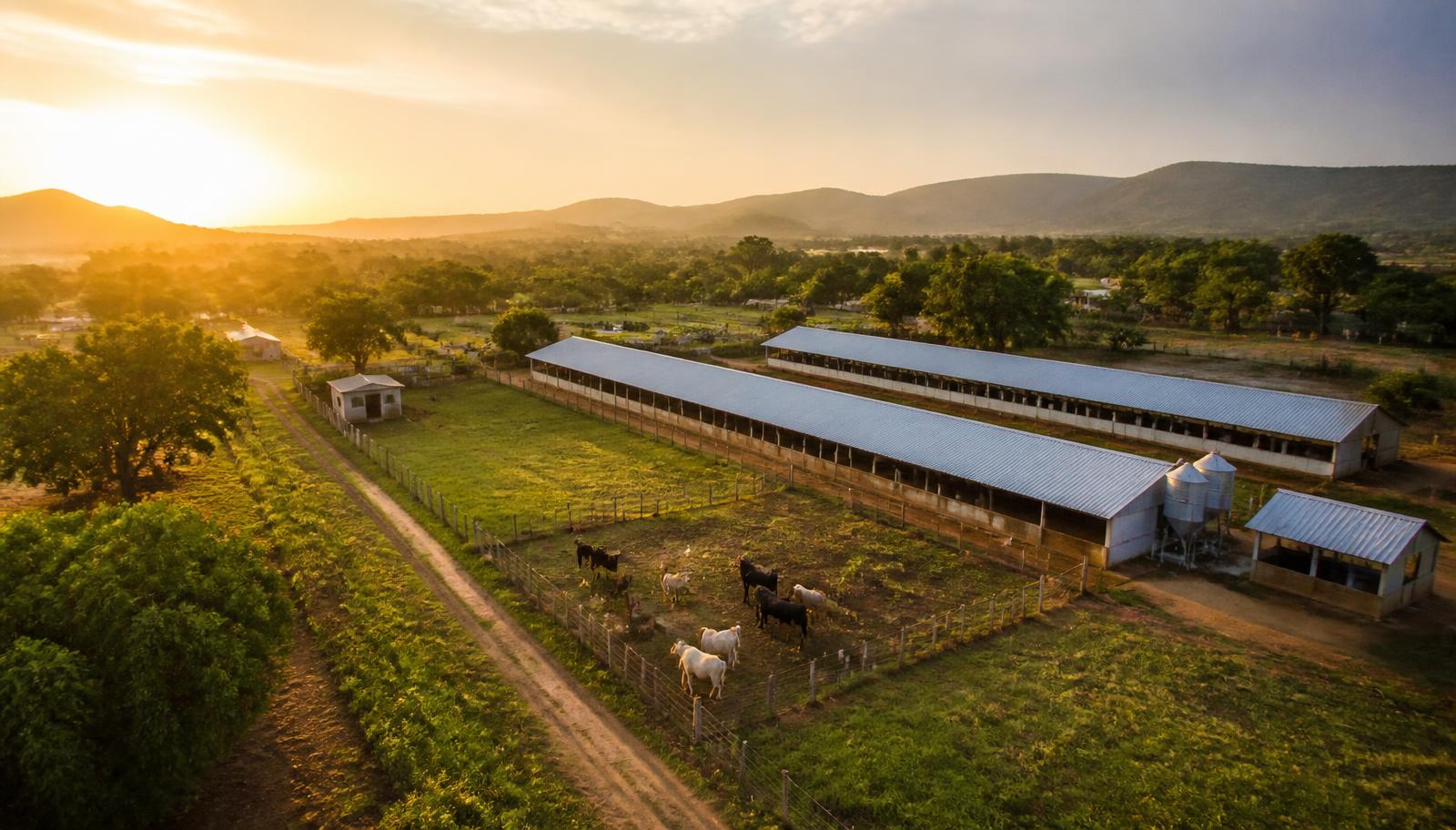 Aerial view of a small-scale farm with poultry houses and a livestock paddock at sunrise